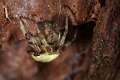 Araneidae_4880