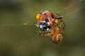 Araneidae_4887
