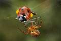 Araneidae_4889