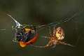 Araneidae_4894