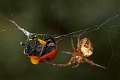 Araneidae_4895