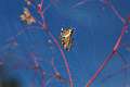 Araneidae_4932
