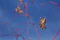 Araneidae_4934