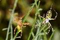 Araneidae_5194