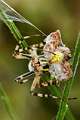 Araneidae_5198