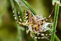 Araneidae_5210
