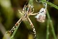 Araneidae_5224