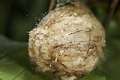 Araneidae_5233