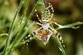 Araneidae_5236