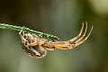 Araneidae_5256