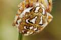 Araneidae_5274