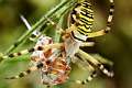 Araneidae_5279