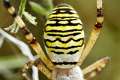Araneidae_5284