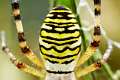 Araneidae_5296