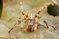 Araneidae_5306