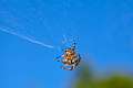Araneidae_5317