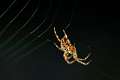 Araneidae_5348