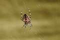 Araneidae_5362