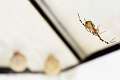 Araneidae_5429
