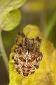 Araneidae_5466
