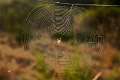 Araneidae_5483