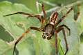 Araneidae_5624