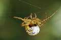 Araneidae_5723