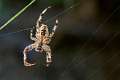 Araneidae_5800