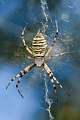 Araneidae_5923