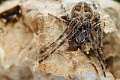 Araneidae_6012