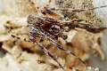 Araneidae_6031