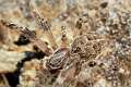 Araneidae_6046