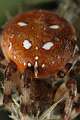Araneidae_66