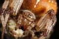 Araneidae_72