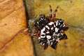 Araneidae_7440