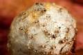 Araneidae_7627