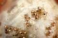 Araneidae_7632