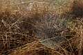 Araneidae_7690