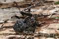 Araneidae_8415