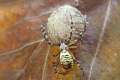 Araneidae_9281