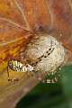 Araneidae_9315