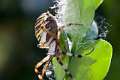 Araneidae_9384