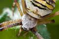 Araneidae_9409