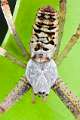 Araneidae_9704