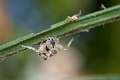 Araneidae_9795