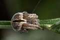 Araneidae_9882