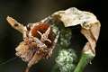 Araneidae_9897