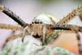 Araneidae_9957