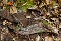 Atypidae_3547