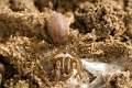 Atypidae_4281